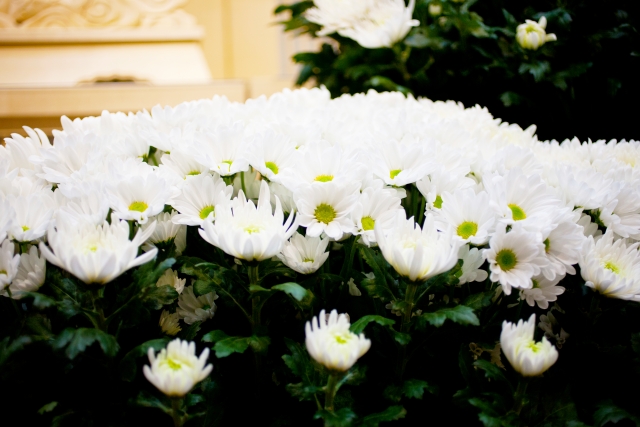 葬儀場に飾られた菊