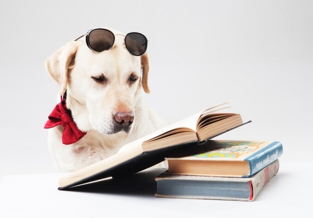 本を読んでいる犬