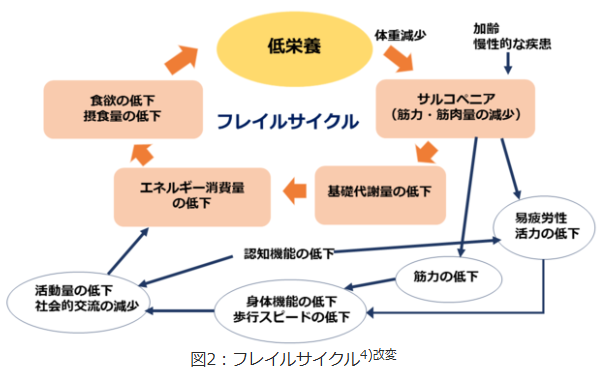 低栄養とフレイルの悪循環