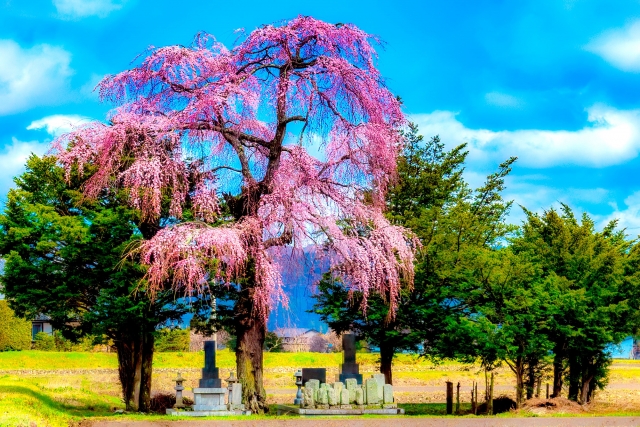 桜の木の下の墓